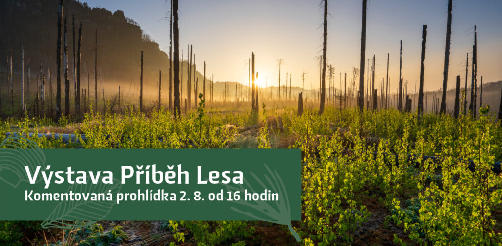 Výstava – Příběh lesa